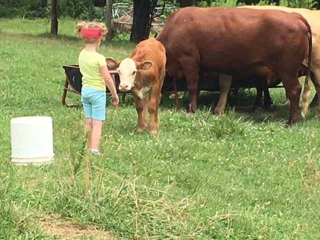 Black Walnut Farm Calf Petting