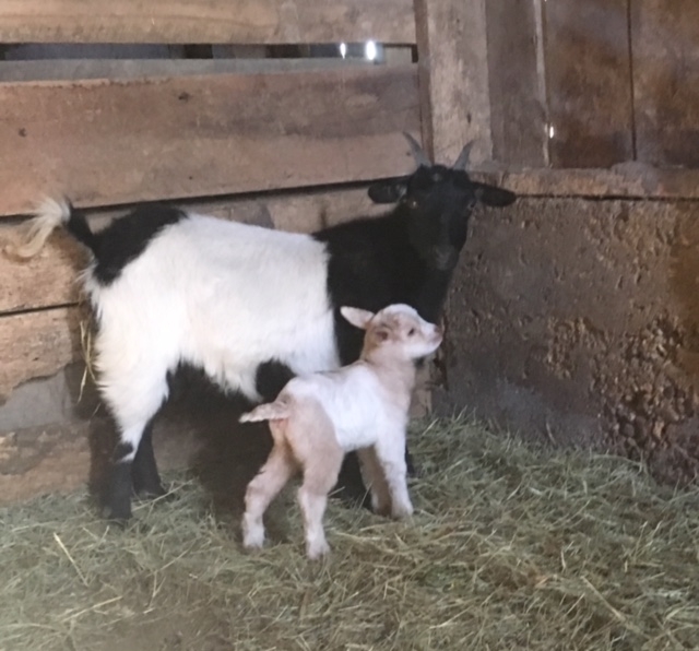 Fainting Goats – Black Walnut Farm